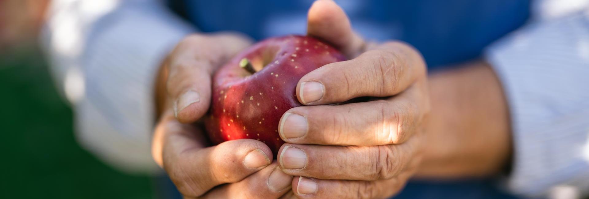 Un frutticoltore durante la raccolta, tiene una mela fresca in mano.