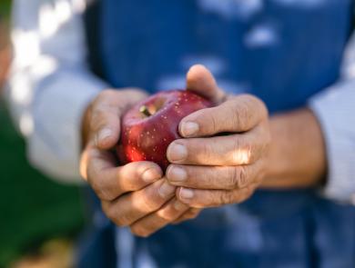 Un frutticoltore durante la raccolta, tiene una mela fresca in mano.