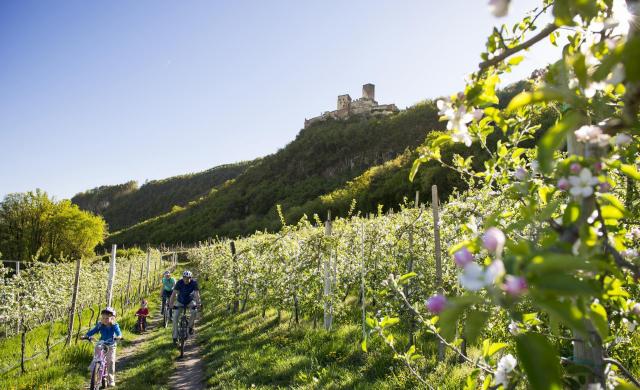 Una famiglia di quattro persone pedala in bicicletta in primavera attraverso un frutteto in fiore, sullo sfondo si vede un castello.