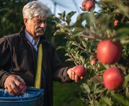 Un contadino raccoglie mele nel frutteto di mele.