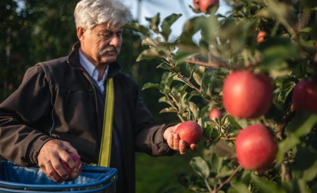 Un contadino raccoglie mele nel frutteto di mele.