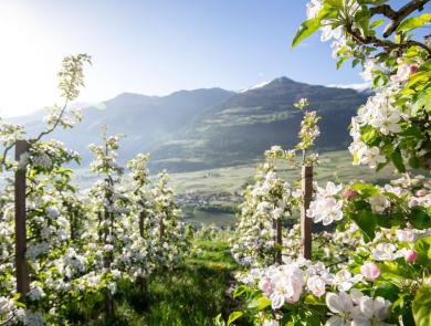 Frutteto in fiore in primavera con cielo azzurro, paesaggio verde e montagne innevate sullo sfondo.