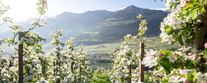 Frutteto in fiore in primavera con cielo azzurro, paesaggio verde e montagne innevate sullo sfondo.