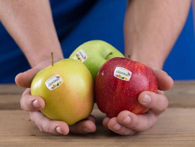 Tre diverse varietà di Mela Alto Adige IGP nella mano di un contadino, con il logo della Mela Alto Adige IGP sui frutti.