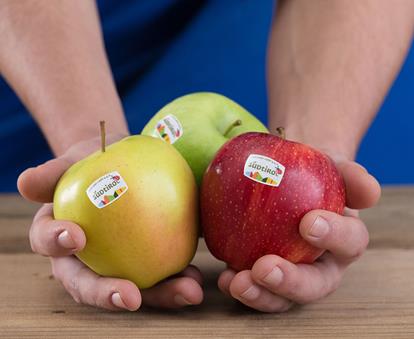 Tre diverse varietà di Mela Alto Adige IGP nella mano di un contadino, con il logo della Mela Alto Adige IGP sui frutti.