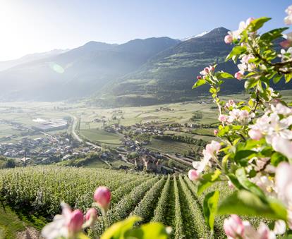 Un frutteto in fiore in primavera, sullo sfondo cielo azzurro, castello e montagne innevate.