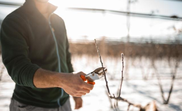 Agricola pota un albero di mele durante l'inverno nel frutteto.