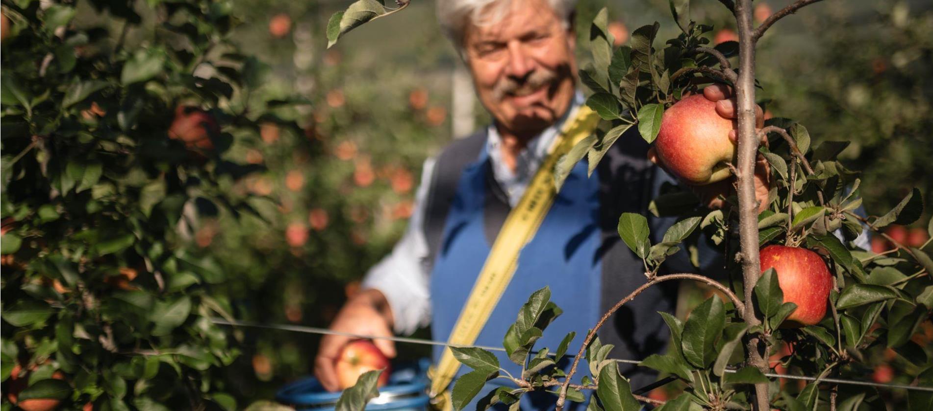 La raccolta delle mele in Alto Adige da agosto a novembre