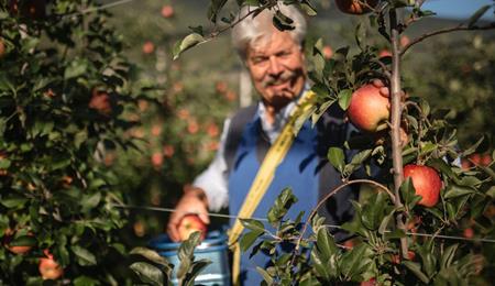 La raccolta delle mele in Alto Adige da agosto a novembre