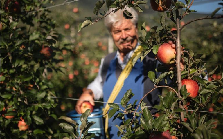 La raccolta delle mele in Alto Adige da agosto a novembre