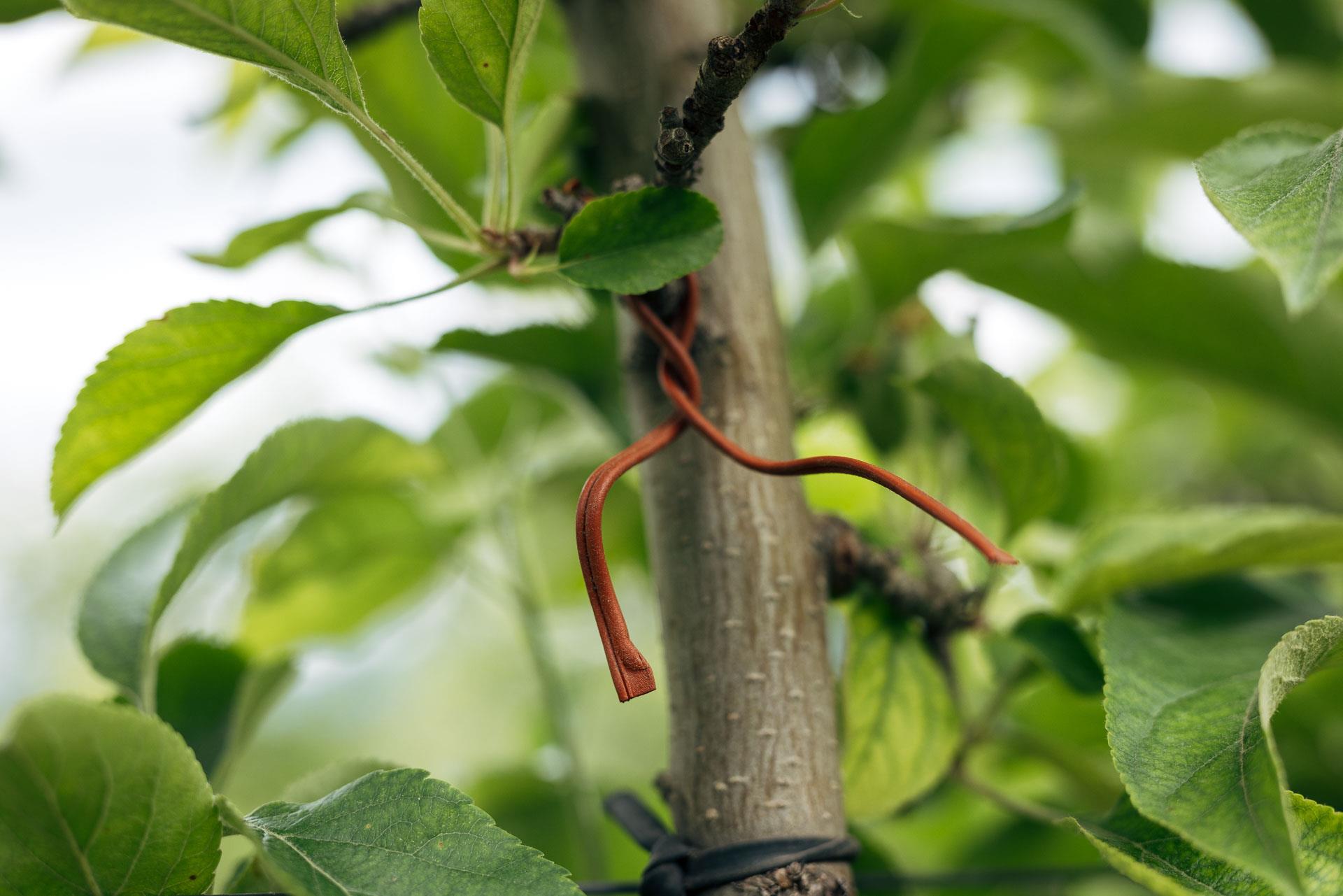 Apfel ist eines der wichtigsten landwirtschaftlichen Produkte in Südtirol.