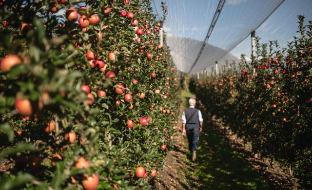 Contadino controlla la qualità delle mele nel frutteto.