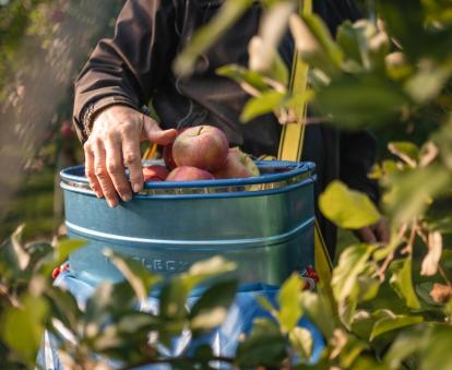 Un contadino durante la raccolta delle mele nel frutteto.